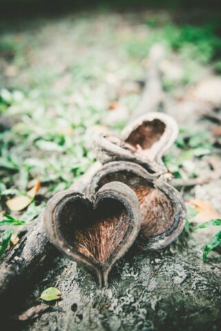 Photo by Cocodillaa.com selective focus photography of brown fruit