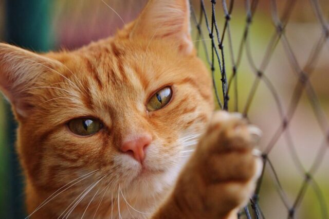cat, red, cute, mackerel, tiger, cozy, animal, domestic cat, fur, wildlife, pet, domestic animal, cat face, young cat, playful, red mackerel tabby, kitten, red cat, cat eyes, web, nature, cat net