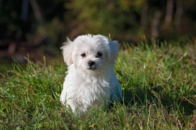maltese, dog, puppy, small dog, white dog, young, pet, animal, nature, young dog, domestic dog, canine, mammal, cute, adorable, meadow, outdoors, portrait, animal portrait
