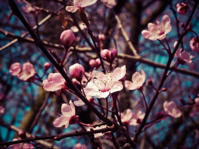 almond blossoms, beautiful flowers, flowers, flower wallpaper, blooming, pink flowers, pink petals, blossoming, branches, tree, flora, spring flowers, nature, flower background, spring