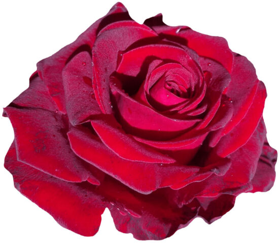 rose, red, blossom, bloom, red rose, flower, rose blooms, rose red, garden, rose flower, nature, flower background, beautiful flowers, flora, flower wallpaper, love