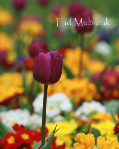 Photo by Cocodillaa.com EID