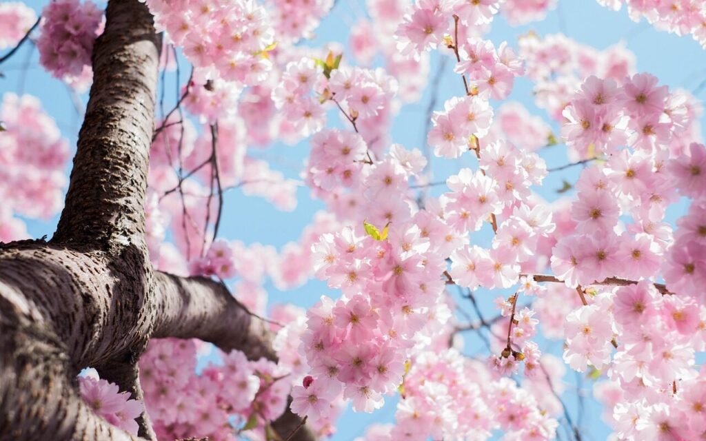 Spring Wallpapers HD & 4K โ Flowers, Nature & Aesthetic Backgrounds