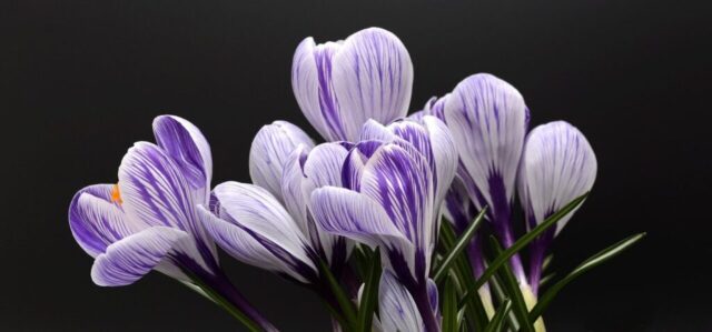 crocus, flower wallpaper, flowers, purple flowers, beautiful flowers, spring, flower background, nature, spring flowers, blossom, bloom, purple, early bloomer, plants, flowering plants, harbinger of spring, the beginning of spring