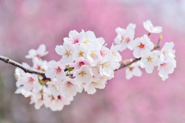 cherry blossoms, landscape, spring, plant, flower background, flowers, natural, arboretum, pink, white, pink nature, nature, pink spring, pink flower, flower wallpaper, pink landscape, beautiful flowers, pink plant, pink plants, pink natural