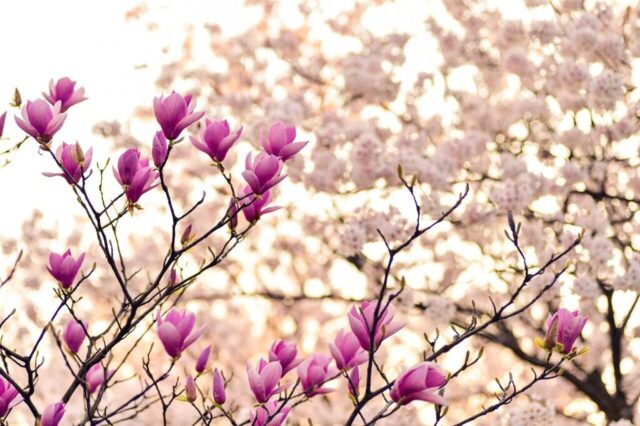 magnolia, branches, blossom, flower wallpaper, spring, plant, flower background, beautiful flowers, nature, flowers, natural, arboretum, pink