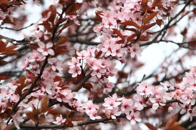 japanese cherry blossom, flowers, tree, branches, blossom, flower wallpaper, cherry blossoms, bloom, pink flowers, beautiful flowers, sakura, flora, sakura tree, spring, spring season, petals, flower buds, flower background, pink petals, nature, pink