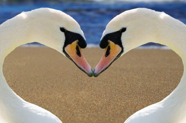 Photo by Cocodillaa.com swan, heart, nature, love, beak, beach, in love, romance, hearts, together, romantic, bird, kiss, beautiful, trust, few, love symbol, wildlife, animal, sand, sandy beach, water, sea