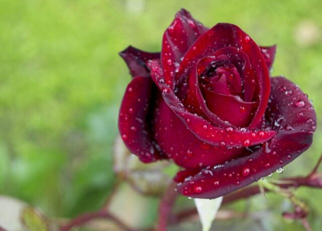 Photo by Cocodillaa.com rose, rose flower, beauty, red