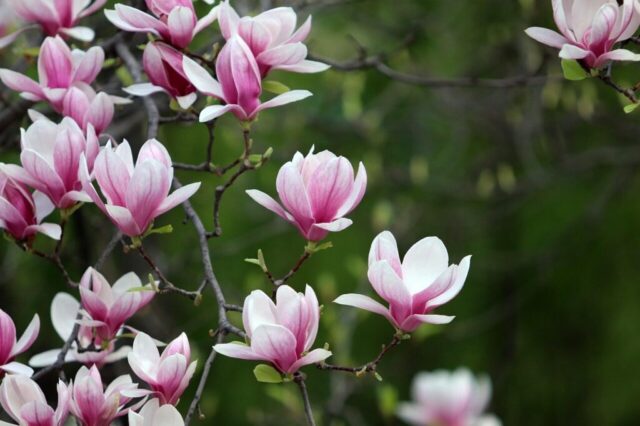 flowers, spring, magnolia, flower wallpaper, botany, bloom, blossom, nature, beautiful flowers, plants, flowering, flower background, petals