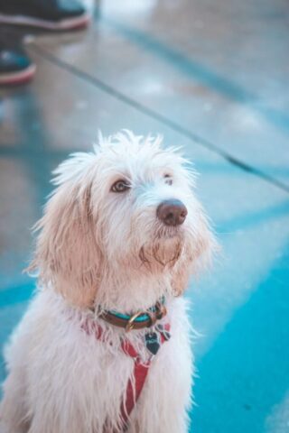 dog, pet, adorable, animal, cute, nature, anime, portrait, white, shaggy, blue anime, blue pets, blue animation