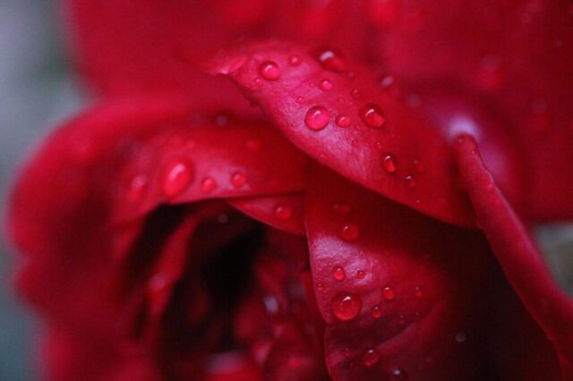 Photo by Cocodillaa.com rose, love, flower wallpaper, bloom, flower background, nature, flowers, blossom, roses, purple, pink, red, wedding, plant, beautiful flowers, rose flower, romance, floral, romantic, blue, petals, bouquet, valentine, flora, petal