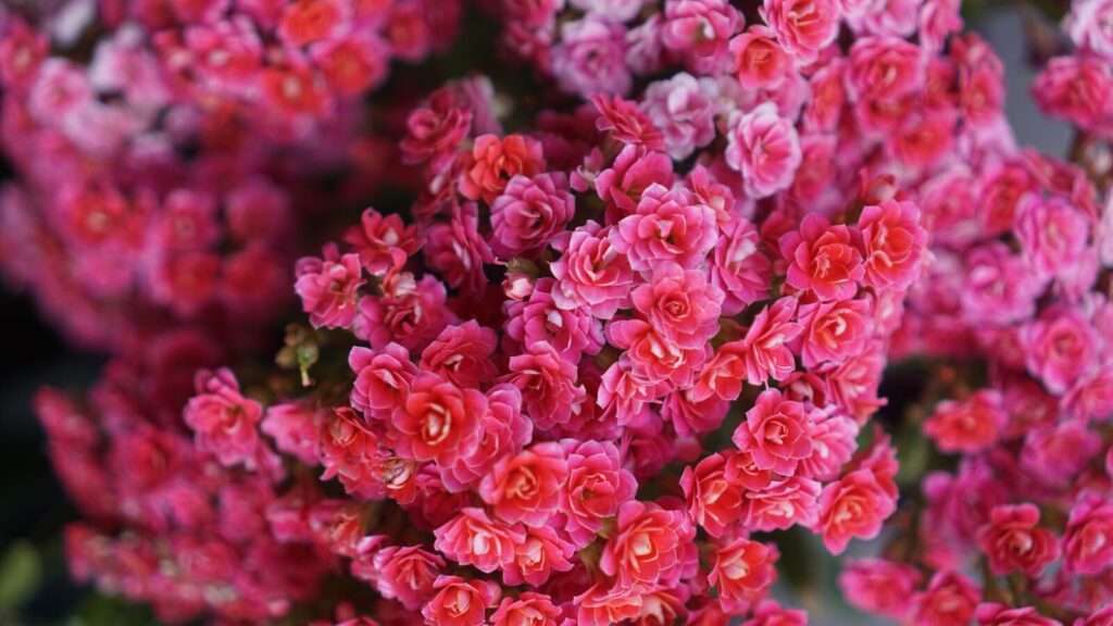 Flowers Wallpapers HD (4K, 8K) โ Beautiful Floral Backgrounds Free Download