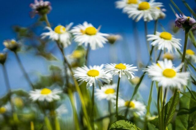 spring, field, daisy, flower background, nature, colorful, beautiful flowers, flowers, decoration, hd wallpaper, season, bloom, april, flower wallpaper