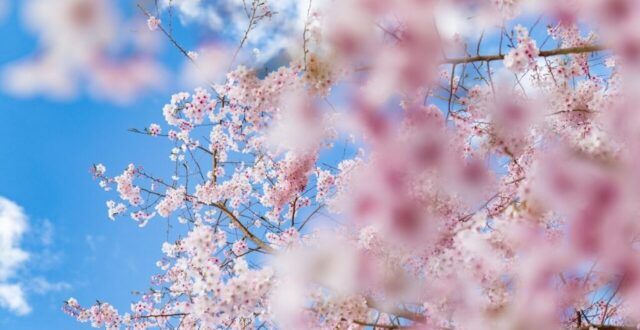 spring, blossom, flower, bloom, nature, flower wallpaper, plant, floral, pink, petals, garden, tree, beautiful flowers, branch, flower background, color, season