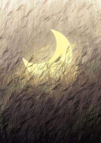 moon, grass, reed, fairytale, nature, imagination, mood, aesthetic wallpaper, iphone wallpaper