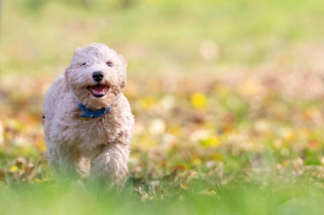 dog, puppy, pet, bichon frise, animal, pup, young dog, toy dog, doggy, domestic dog, canine, nature, mammal, cute, adorable, furry, portrait, park, outdoors