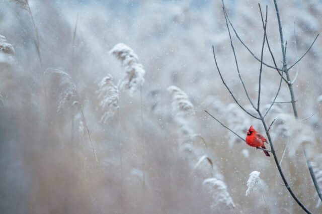 selective focus photography of cardinal bird on tree branch