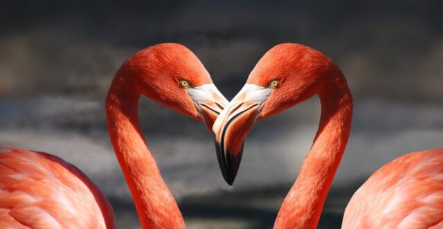 Photo by Cocodillaa.com flamingo, valentine, heart, nature, valentine's day, love, romantic, lovers, red, orange, salmon red, decorative, animal, bird, beaks