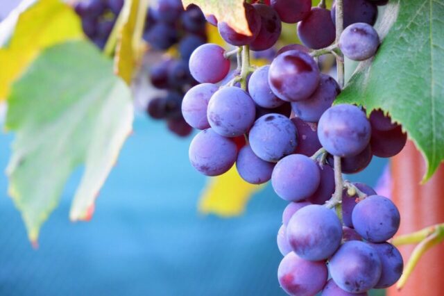 grapes, nature, autumn, increase, blue, garden, autumn, autumn, autumn, autumn, autumn, increase, blue