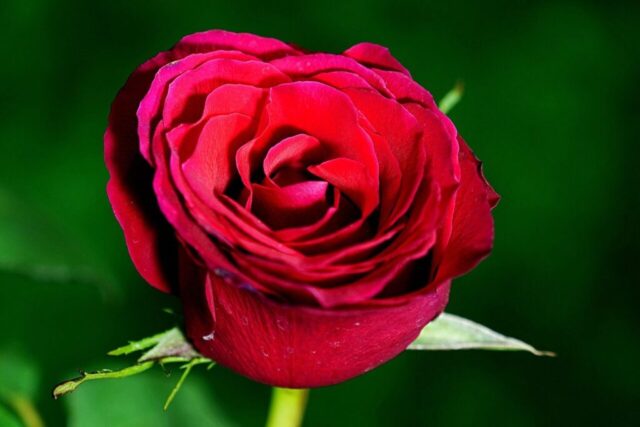 Photo by Cocodillaa.com red rose, rose, red flower, rose flower, garden, flora, nature