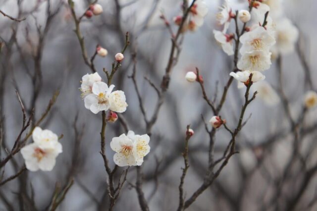 plum blossoms, white flowers, spring flowers, spring, flower background, plum tree, flowers, beautiful flowers, flower wallpaper, nature