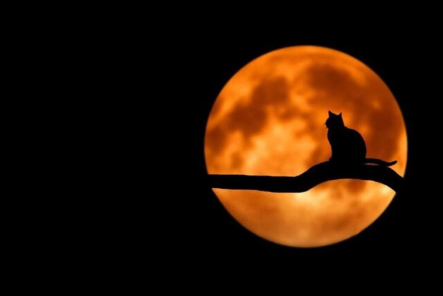tree, cat, silhouette, moon, full moon, moonlight, luna, lunar, cat silhouette, branch, nature, night sky, pet, animal, dark sky, night, backlighting, black cat, halloween