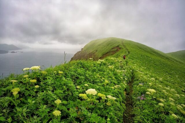cape, nature background, pasture, sea, rebun island, landscape, trail, nature, cloud, fog, beautiful nature, flowers, hokkaido, flower wallpaper, japan, hd wallpaper, flower background, beautiful flowers, nature wallpaper