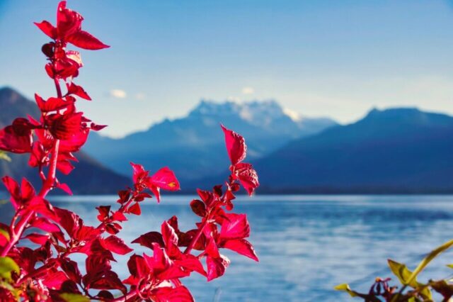flower, plant, lake, mountains, flower background, dents-du-midi, leman, nature background, beautiful nature, geneva lake, flower wallpaper, beautiful flowers, switzerland, montreux, nature, landscape, hd wallpaper, nature wallpaper