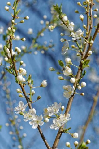 flowers, beautiful flowers, twig, flower wallpaper, tree, white, flower background, petals, spring, leaves, cherry blossom, nature, blossom, white flower