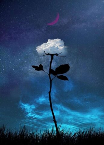 rose, flower, bud, stem, night sky, rose wallpaper, aesthetics, art, nature, floral background, magic, sky, night, starry sky, cloud, surrealism, fantasy, story, dream art, background, wallpaper