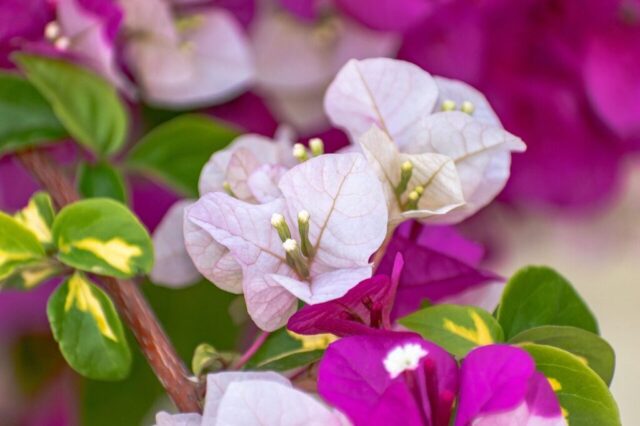 flowers, bougainvillea, floral, flower background, beautiful flowers, beauty, spring, garden, flower wallpaper, blossom, natural, season, petal, nature