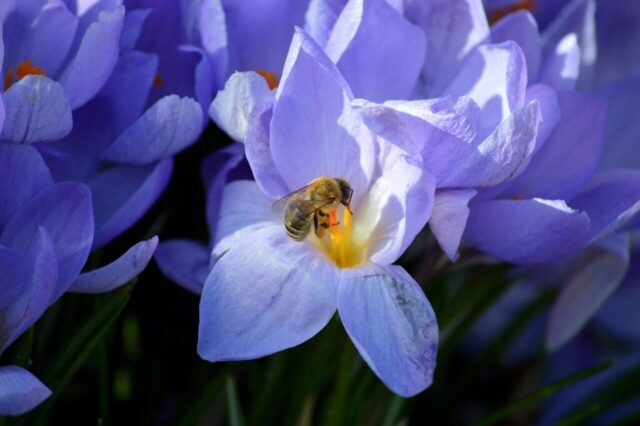 flower, crocuses, bee, insect, blooms, pollen, plants, petals, early bloomer, spring flowers, beginning of spring, flower background, spring awakening, spring, garden, flora, botany, nature, blossoms, crocus, hard working, violet, flower wallpaper, purple, beautiful flowers, world bee day