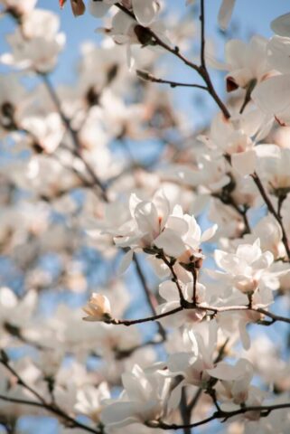 flower, flower wallpaper, magnolia, tree, flower background, nature, flora, beautiful flowers, botany, spring