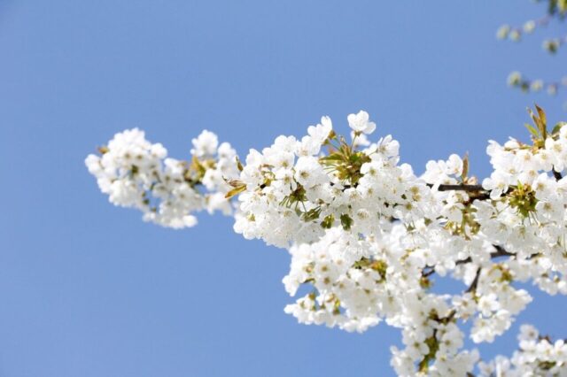 spring, flower, cool backgrounds, 4k wallpaper, cherry, free background, beautiful wallpaper, floral background, windows wallpaper, laptop wallpaper, wallpaper hd, botany, nature, hd wallpaper, desktop backgrounds, beautiful flowers, full hd wallpaper, wallpaper 4k, 4k wallpaper 1920x1080, mac wallpaper, bloom, flower wallpaper, free wallpaper, blossom, flower background, petals, wallpaper