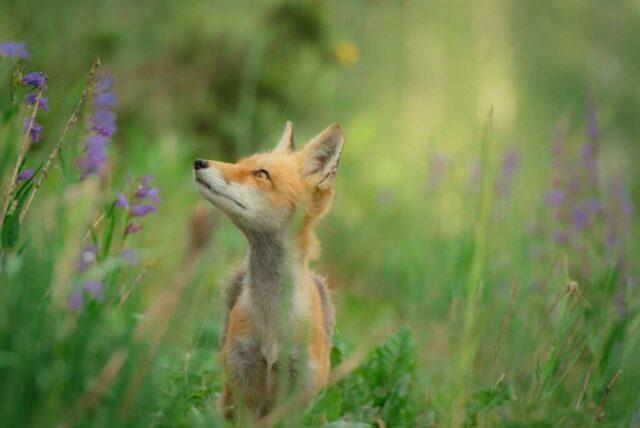 red fox standing on grass field