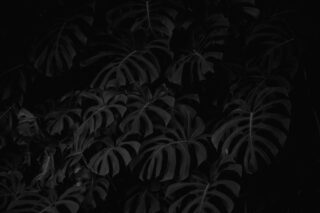 Photo by Cocodillaa.com black and white leaf plant