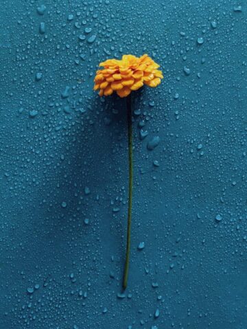 Photo by Cocodillaa.com yellow flower on blue surface