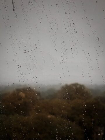 Photo by Cocodillaa.com green leafed tree