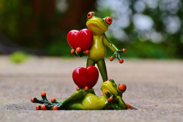 Photo by Cocodillaa.com frogs, few, love, valentine's day, pose, heart, nature, fun, frog, animal, figure, cute