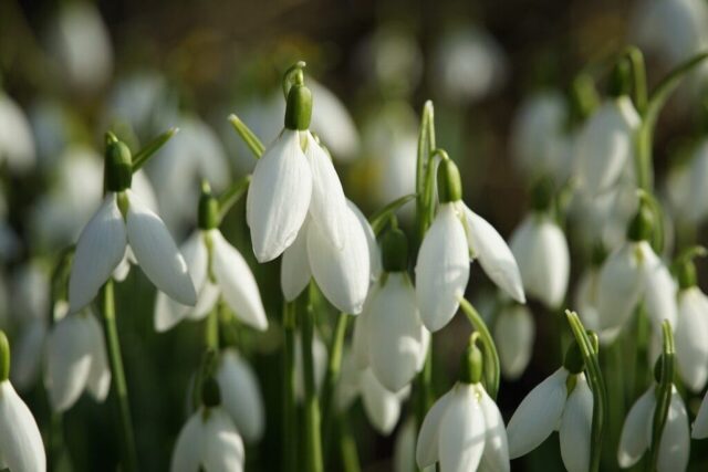 snowdrops, flowers, beautiful flowers, february, flower wallpaper, nature, spring, flower background, flora, closeup