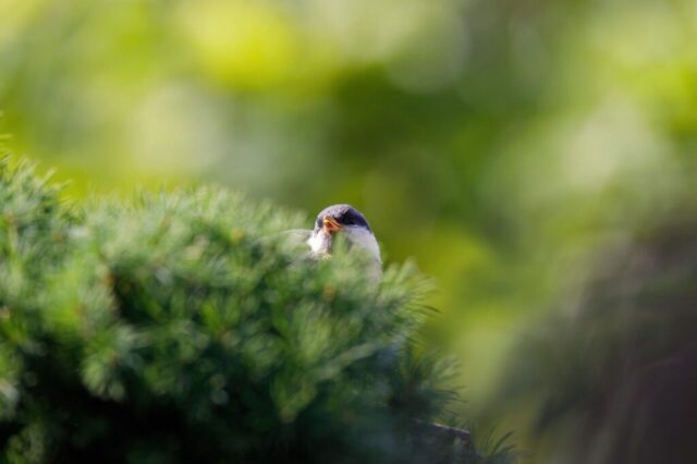 nature, spring, bird, green