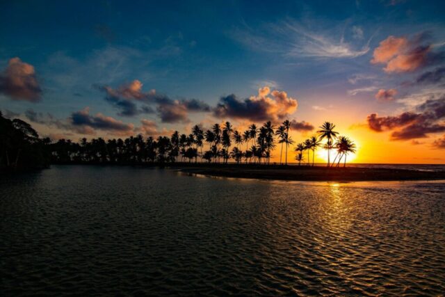 silhouette of trees near body of water during sunset