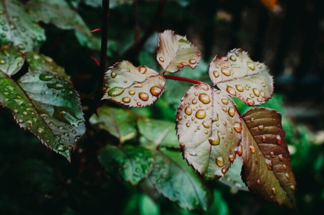 Photo by Cocodillaa.com selective focus photography of plant with water dews