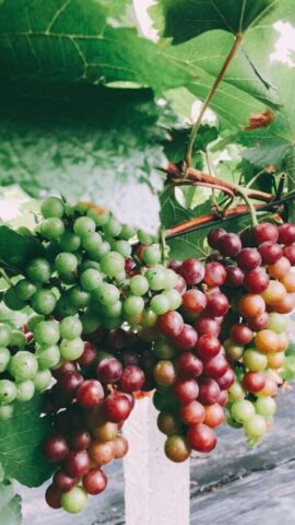 green and red grapes fruit