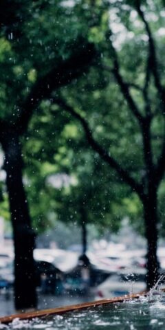 Photo by Cocodillaa.com green tree in the middle of the road