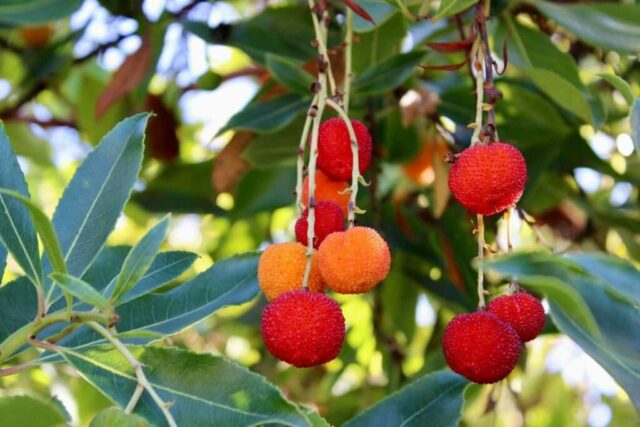 Red and orange berries hanging from a tree branch