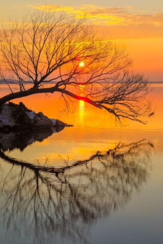 Photo by Cocodillaa.com leafless tree on water during sunset