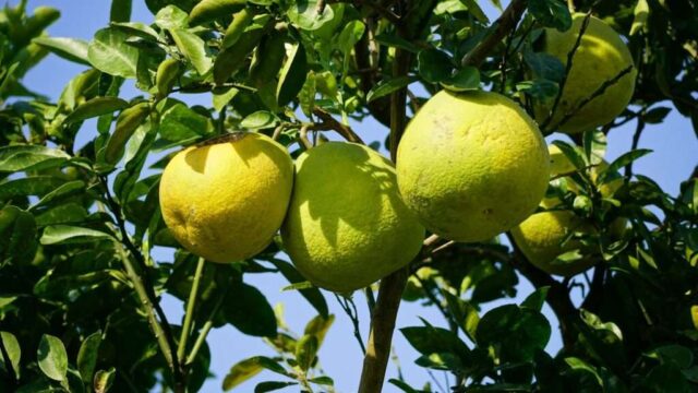 Three ripe grapefruits hanging on a tree branch.