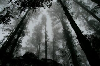 Photo by Phoebe Strafford worms eye view of fog covered forest